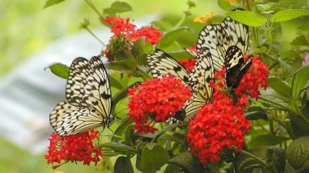 Flowers and Butterflies - flowers, plants, red, butterflies