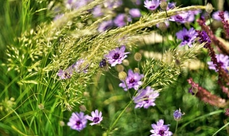 Wildflowers - Grass, Wildflower, Nature, Meadow