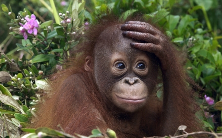 orangutan - plants, primate, head, orangutan