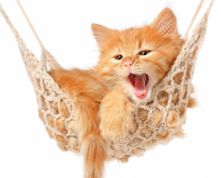 Sweet kitten in hammock - animal, pisica, kitten, hammock, cute, sweet, tongue, cat