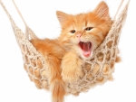 Sweet kitten in hammock