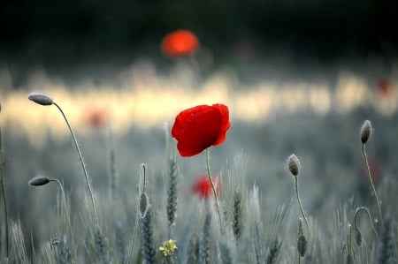 Poppy - grey, red, field, flower, poppy