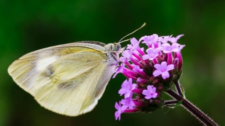 Butterfly and flowers - butterfly, flowers, nature, plant