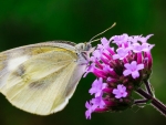 Butterfly and flowers