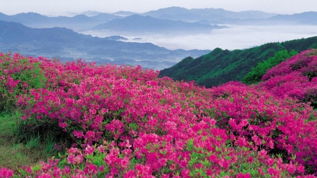 Cute flowers in the field - field, flowers, mountain, red