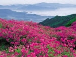 Cute flowers in the field