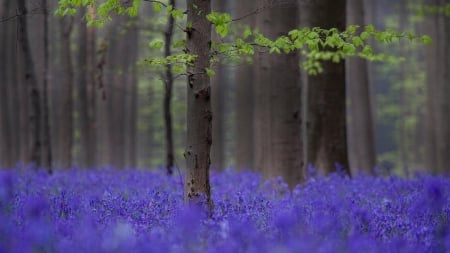 Purple forest - purple, flowers, forest, trees