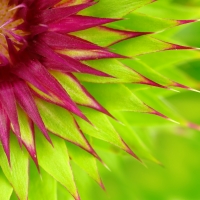 Milk thistle flower macro background