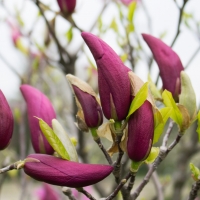 Magnolia blooms