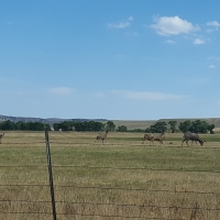 Bucks in Open Field