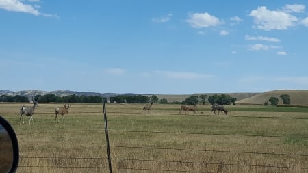 Bucks in Open Field - wildlife, fields, hunting, scenic, picturesque