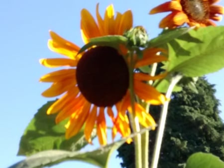 Sunny face - orange, sunny, yellow, flower