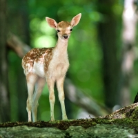 Lovely Deer