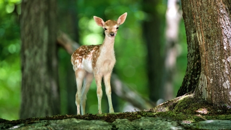 Lovely Deer - cute, forest, deer, animals