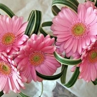 Pink Gerberas