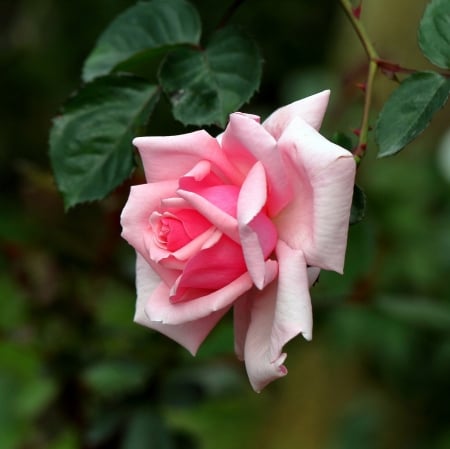 Rose - trandafir, pink, green, rose, flower