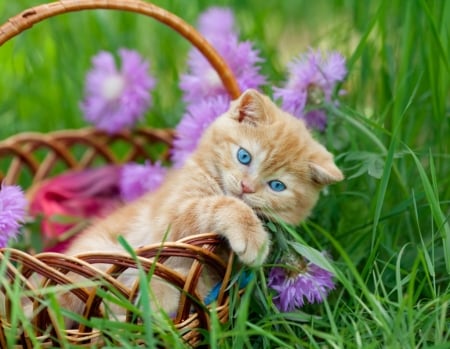 Kitten - paw, vara, cat, blue eyes, summer, basket, pisica, kitten, ginger, pink, orange, green, cute, flower