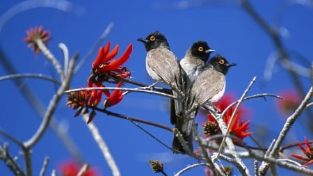 Beautiful Birds - white, nature, branch, red