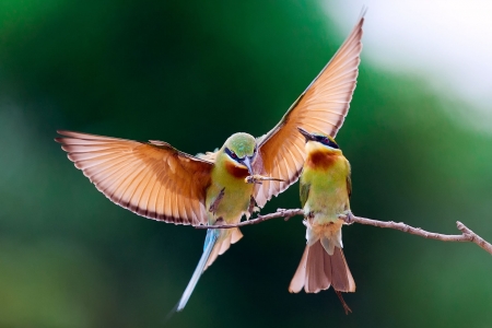 Sweet Mom - feed, birds, branches, green