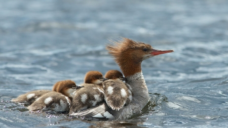 Birds Family - birds, water, animals, swim