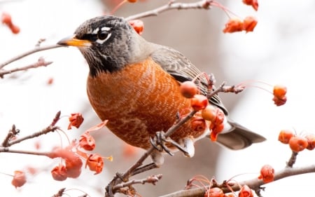 Lovely Bird - branch, animal, orange, fruits