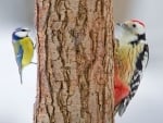 Woodpecker