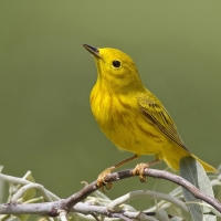 Yellow bird