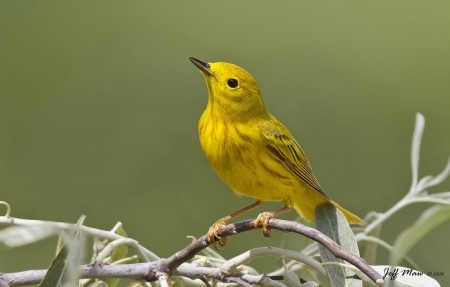 Yellow bird - bird, anaimals, yellow, twig