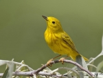 Yellow bird