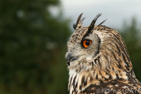 The Owl - eyes, fur, animal, brown