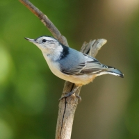 Cute blue bird