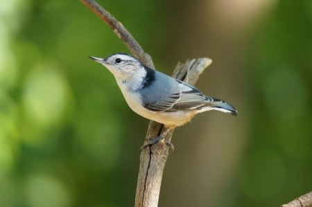 Cute blue bird - bird, animal, blue, tree