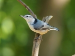 Cute blue bird