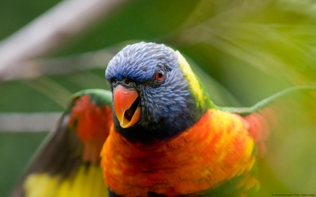 Rainbow Parrot - orange, black, bird, parrot