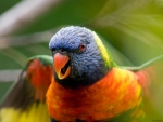 Rainbow Parrot