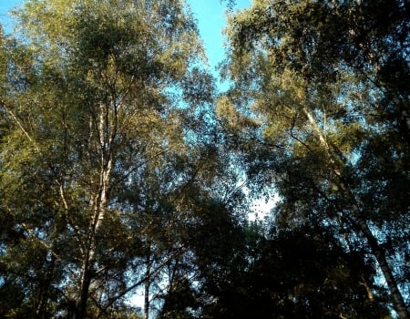 Skyforest - Forest, trees, blue, sky