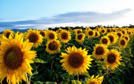 sunflower field - clouds, field, sunflower, sky