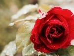 Beautiful Red Rose