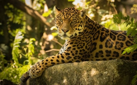 The Jaguar - fast, 2016, animals, chincha, jaguar