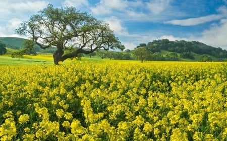 mustard field - mustard, field, sky, tree