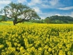 mustard field