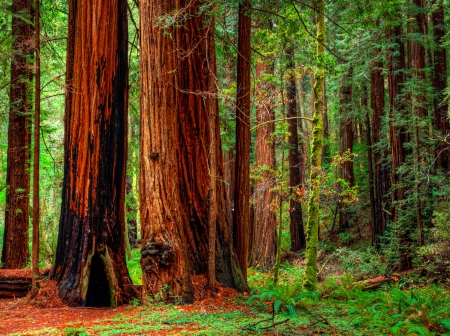 Gorgeous Redwood Forest - nature, forests, trees, redwoods