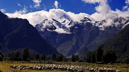 Field - nature, sheep, landscape, mountain