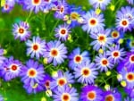 DAISIES