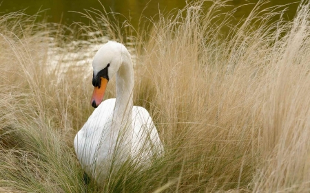 SWAN - wings, feathers, water, grass