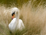 SWAN