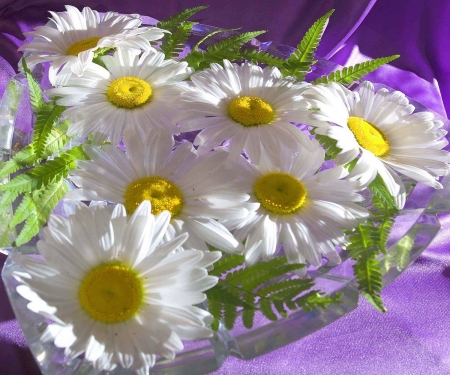 DAISIES - flowers, leaves, petals, colors