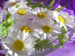 DAISIES