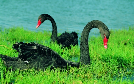 SWANS - wings, feathers, water, grass