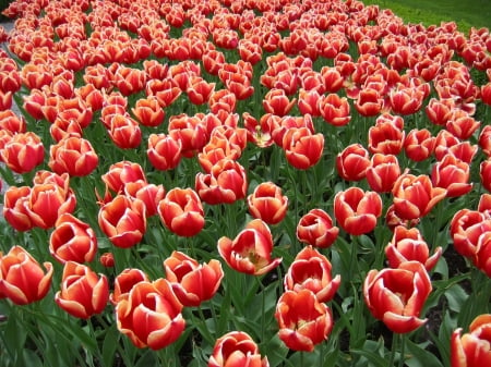 TULIPS - leaves, colors, stems, petals